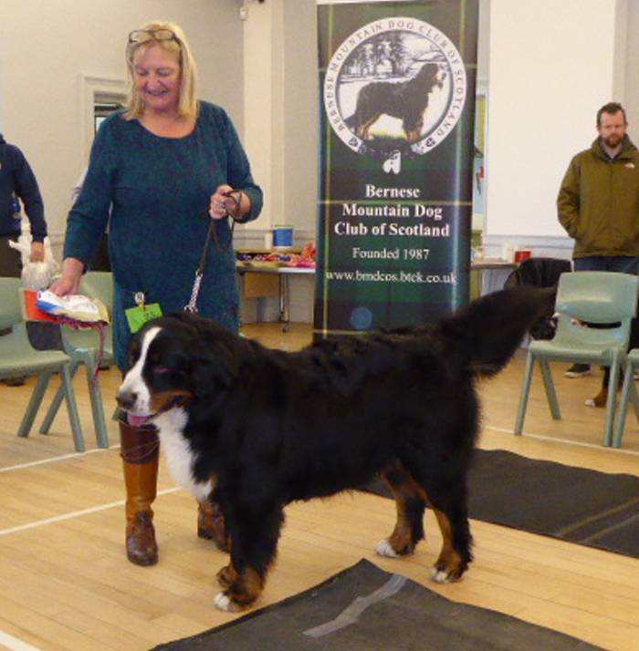 Bernese mountain 2024 dog scotland